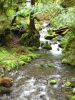 PICTURES/Marymere Falls and Hurricane Ridge Road/t_Stream2.JPG